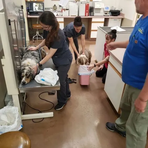  Staff with dogs in examination room